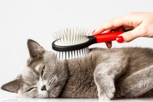 panduan grooming kucing